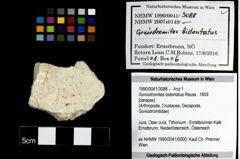 Foto (Objekt + Etiketten) von Goniodromites bidentatus (Reuss, 1859) 